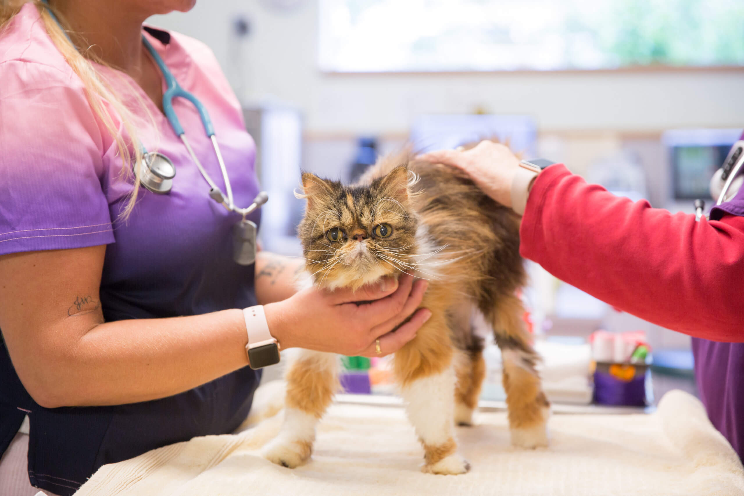 Puppy & Kitten Deer Grove Vet Clinic