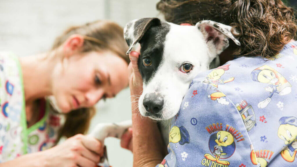 Veterinary Technicians - Deer Grove Veterinary Clinic
