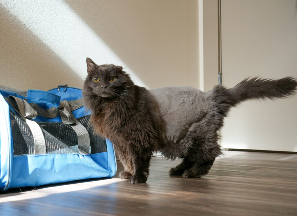 Pet Hospital for Cats - Deer Grove Veterinary Clinic
